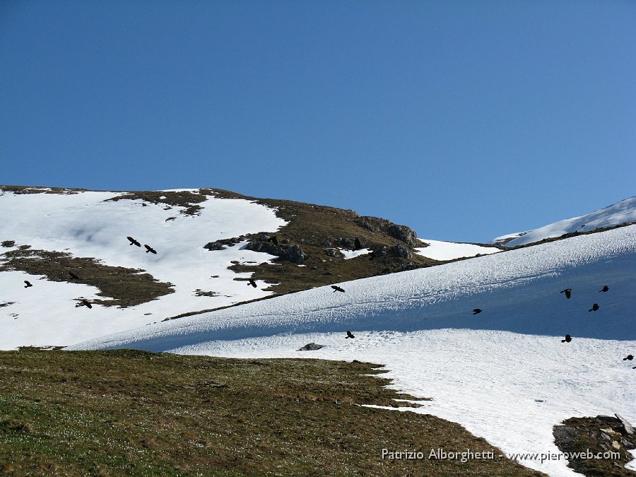 07 Gracchi Alpini sul pascolo ancora innevato.JPG